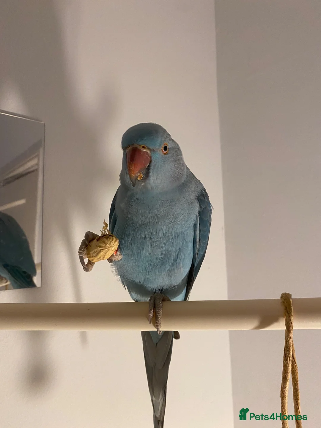 Ringnecks birds for sale: Tia the blue  - Advert 4