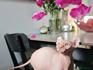 Sphynx cats Last Elf Boy left! READY NOW - Advert 6