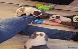 Mixed Breed dogs for sale: Frenchie X Alapaha  - Image 2