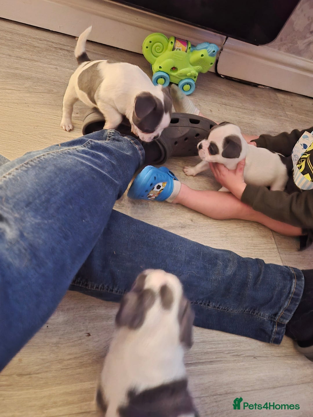 Mixed Breed dogs for sale: Frenchie X Alapaha  - Image 2