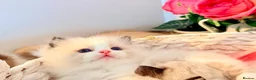 Ragdoll cats for sale: TICA REGISTERED CHAMP LINE EU RAGDOLLS✨️🏆 🩷 - Advert 4