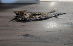 Bengal cats for sale: Beautiful pure Bengal kittens - Image 14