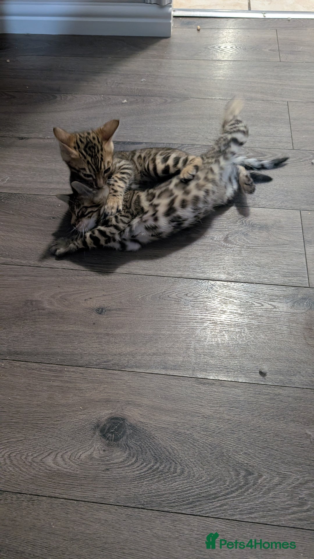 Bengal cats for sale: Beautiful pure Bengal kittens - Image 14