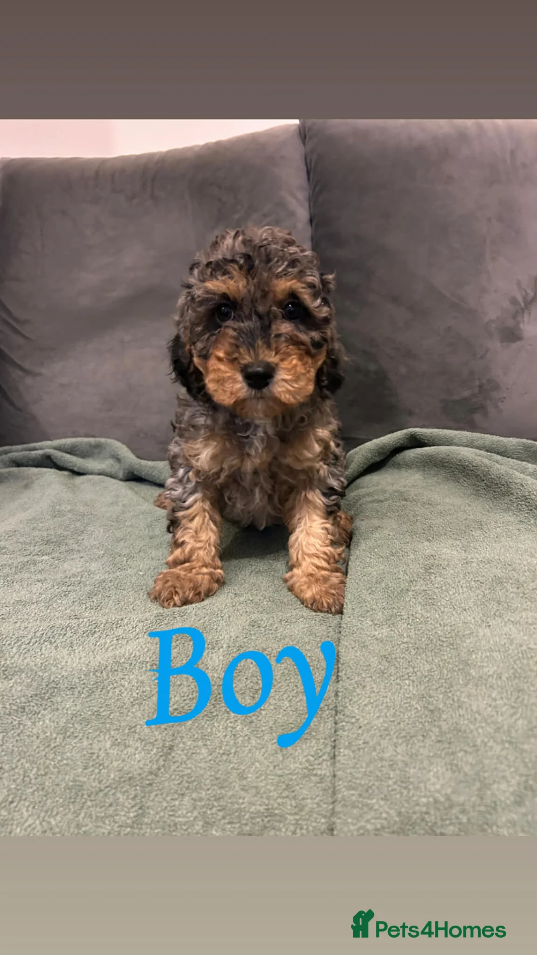 Cockapoo dogs for sale: F2 cockapoo - Advert 2