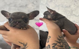 French Bulldog dogs for sale: French Bulldog Fur Babies  - Image 24