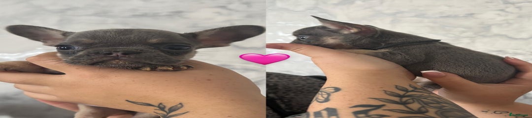 RAVEN- French Bulldog Puppy 2