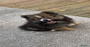 Pomeranian dogs in Gainsborough - Advert 5