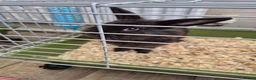 Mixed Breed rabbits for sale: 2 female rabbits - Advert 1