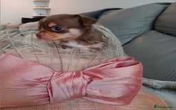 Chihuahua dogs for sale: Chihuhua pups - Image 14