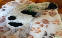 Cocker Spaniel dogs for sale: Stunning 5 Star KC  Show Cocker Spaniels - Image 31