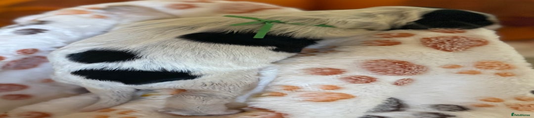 Tri-Coloured Girl ( Green Collar)