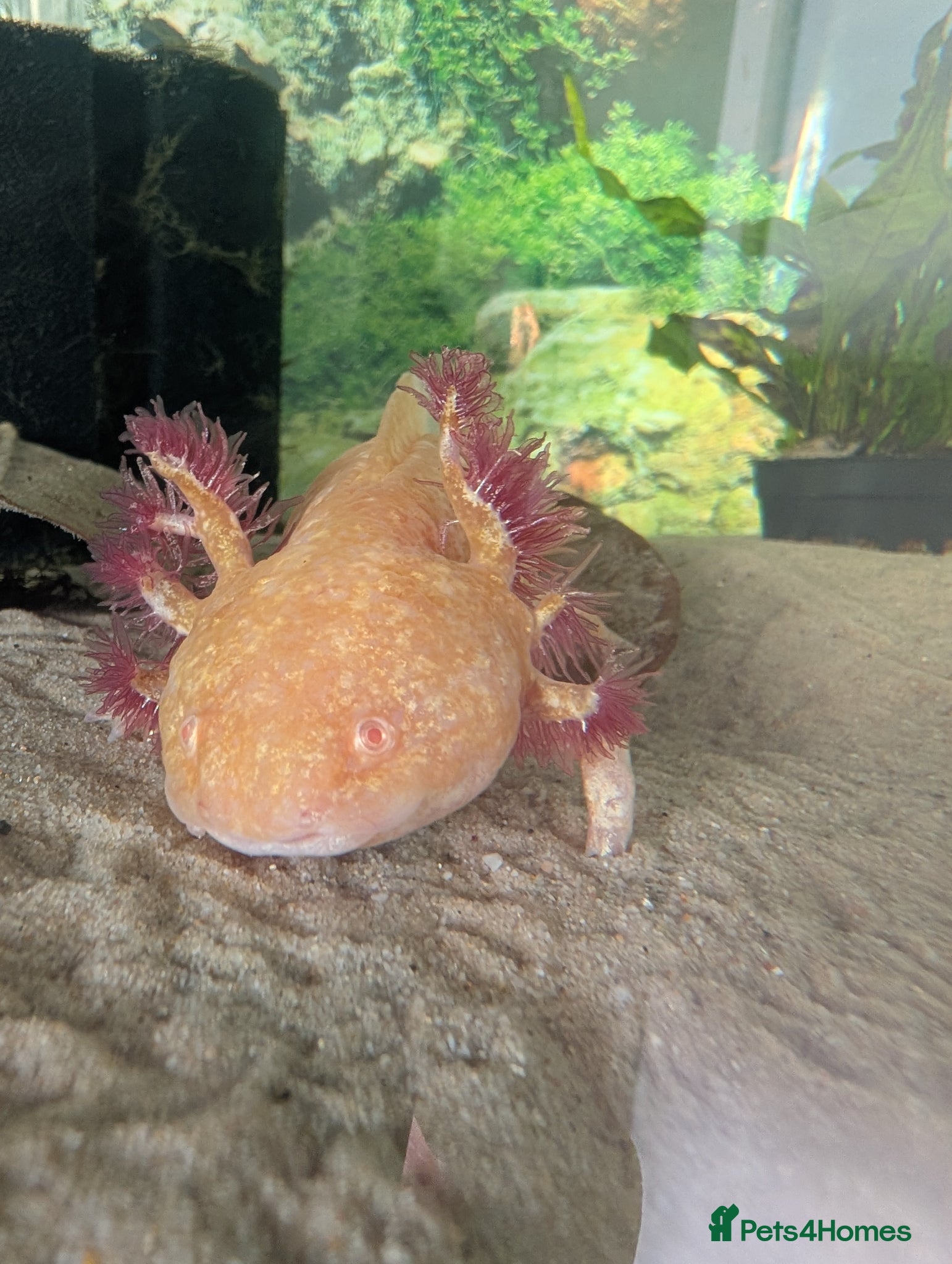 Axolotl reptiles Golden Axolotl  - Advert 4
