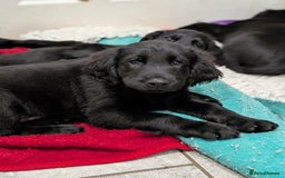 Flat coated Retriever dogs for sale: READY NOW Flat Coated Retriever Puppies - Image 16