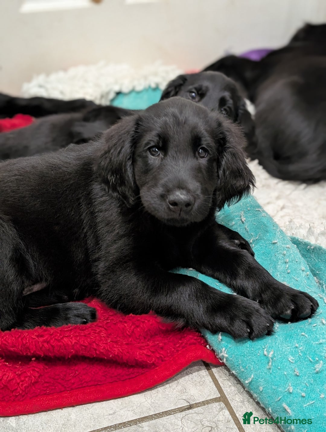 Flat coated Retriever dogs for sale: READY NOW Flat Coated Retriever Puppies - Image 16