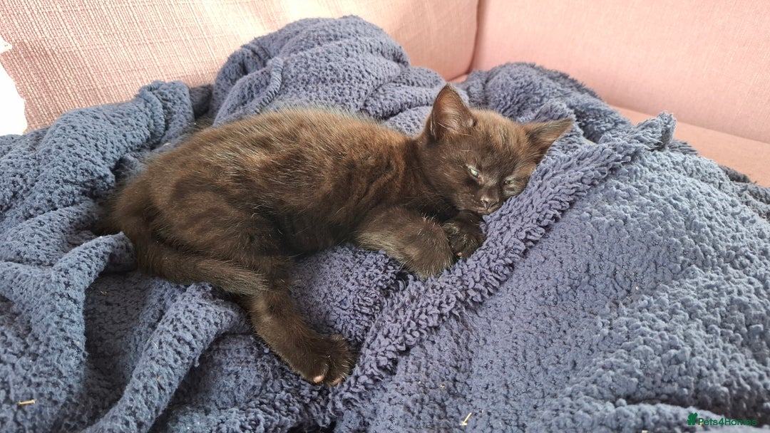 Mixed Breed cats for sale: READY NOW 2 female long haired fluffy kittens - Image 3