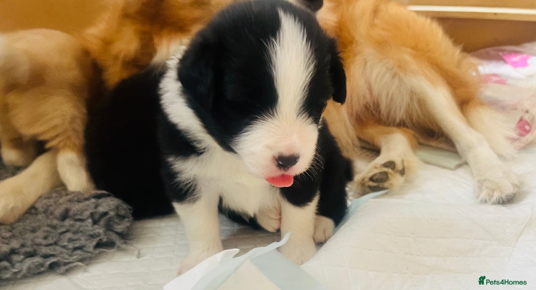 Border Collie dogs for sale: Border Collie Puppies (DNA clear tested parents) - Image 34