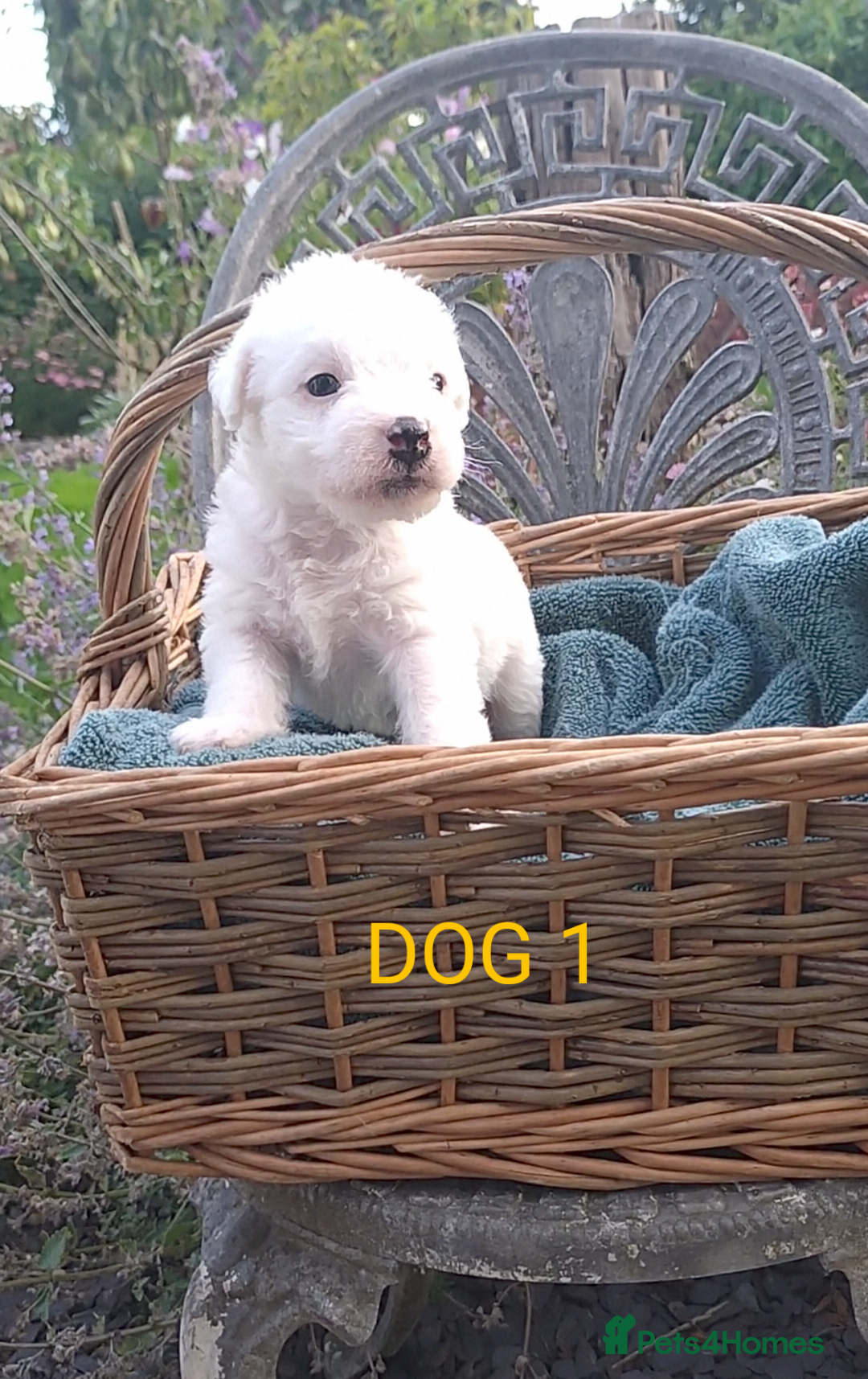 Jack Russell dogs for sale: Tremendous JRT puppies  - Image 29