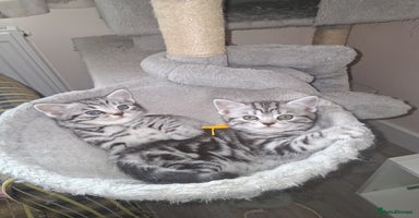 British Shorthair cats - Advert 11