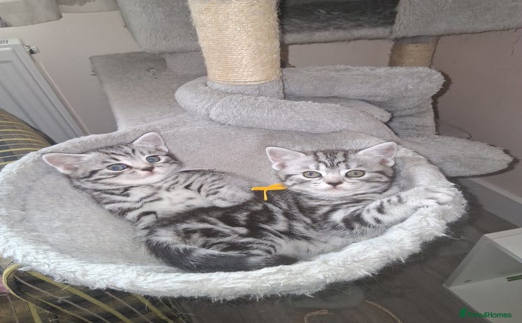 British Shorthair cats - Advert 10