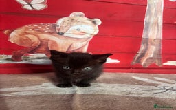 Domestic Shorthair cats for sale: Ragdoll/domestic short hair boys ready now - Image 6