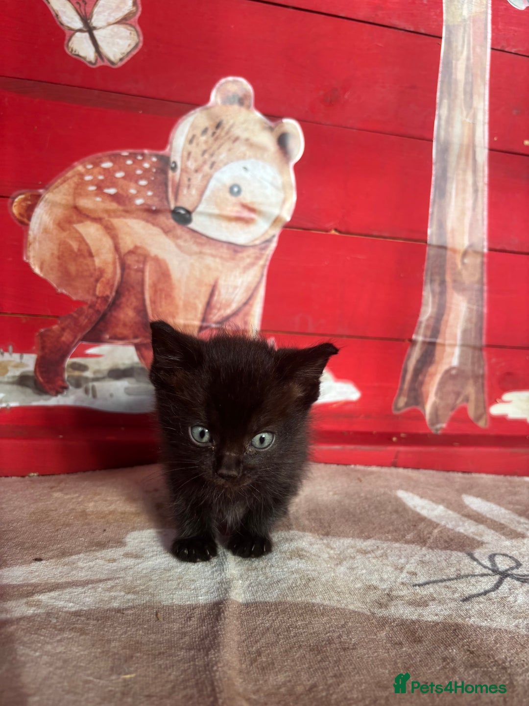 Domestic Shorthair cats for sale: Ragdoll/domestic short hair boys ready now - Image 6
