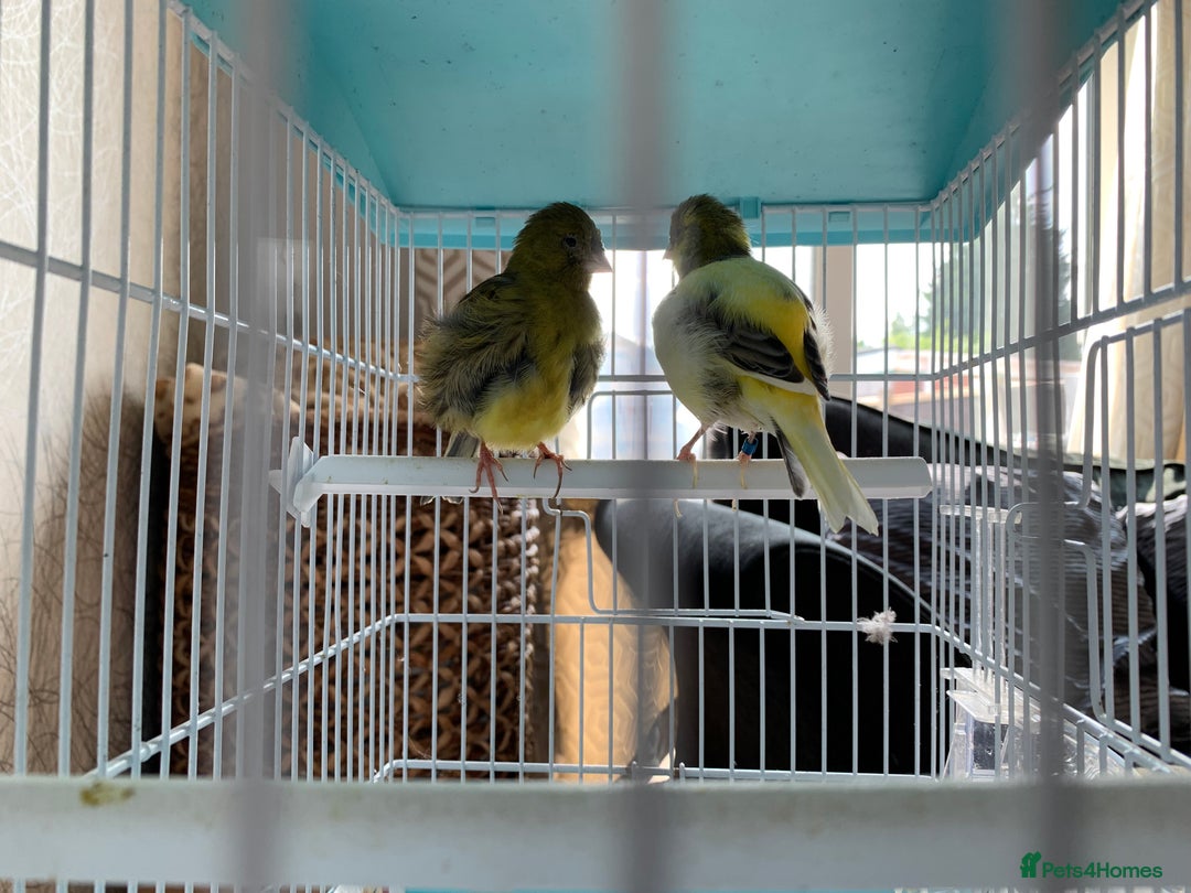 Canaries birds for sale: Breeding pair of canaries - Image 2