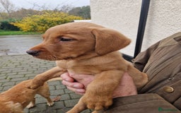 Labrador Retriever dogs for sale: Black and Gold Labrador Pups - Image 19