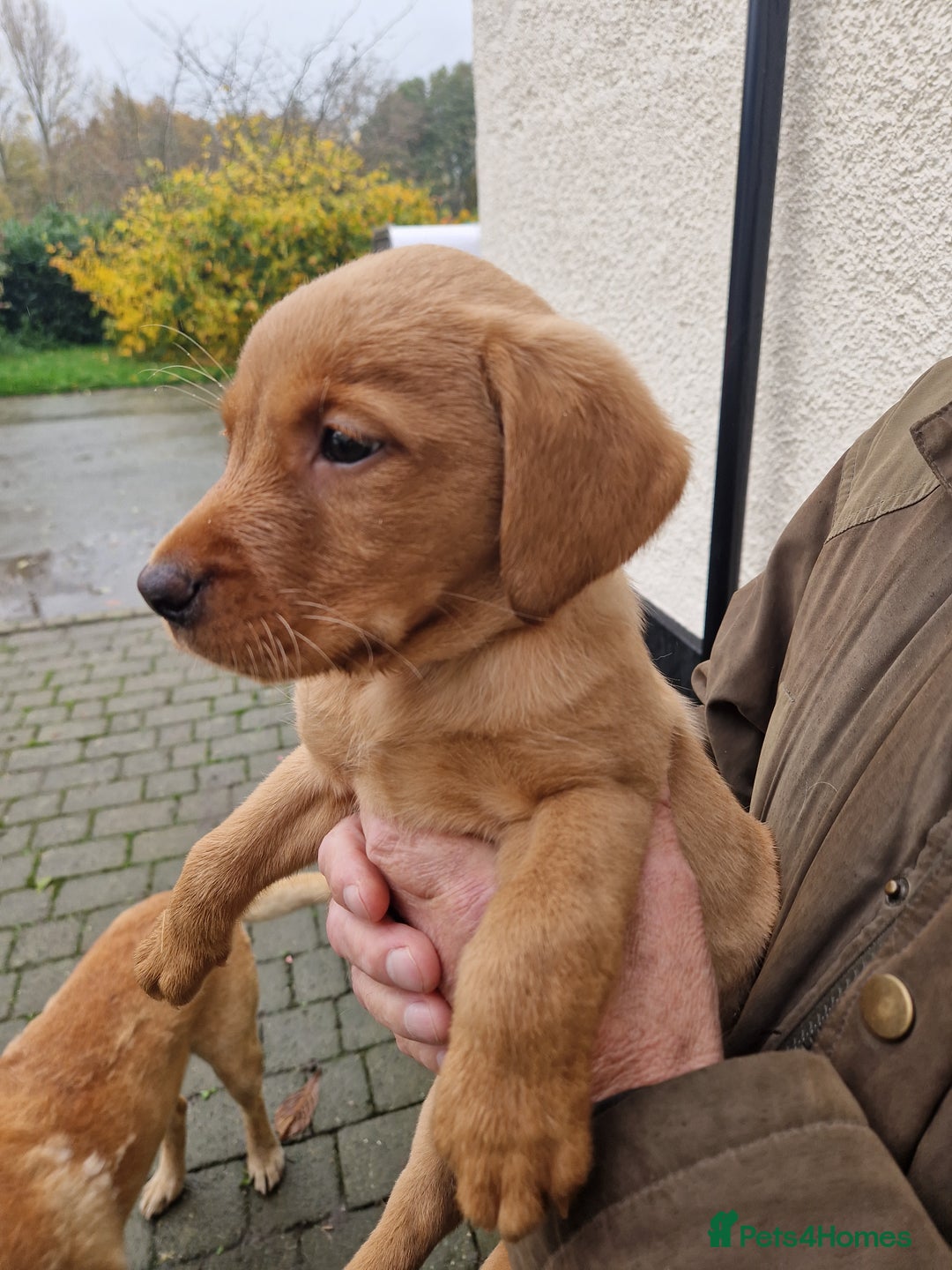 Labrador Retriever dogs for sale: Black and Gold Labrador Pups - Image 19