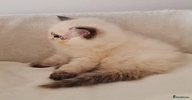 Persian cats Persian Kittens - Advert 4