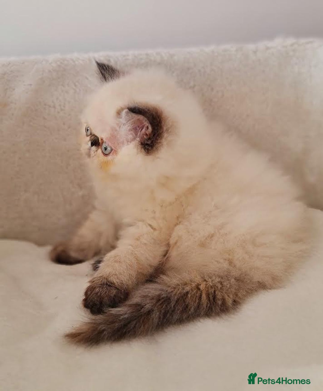 Persian cats for sale: Persian Kittens - Advert 2