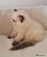 Persian cats Persian Kittens - Advert 4