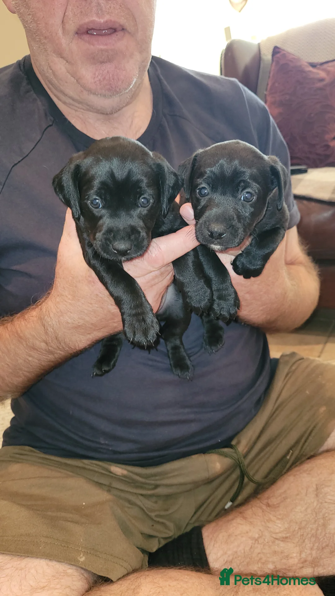 Patterdale Terrier dogs for sale: 4 left of a litter of 7 - Advert 13