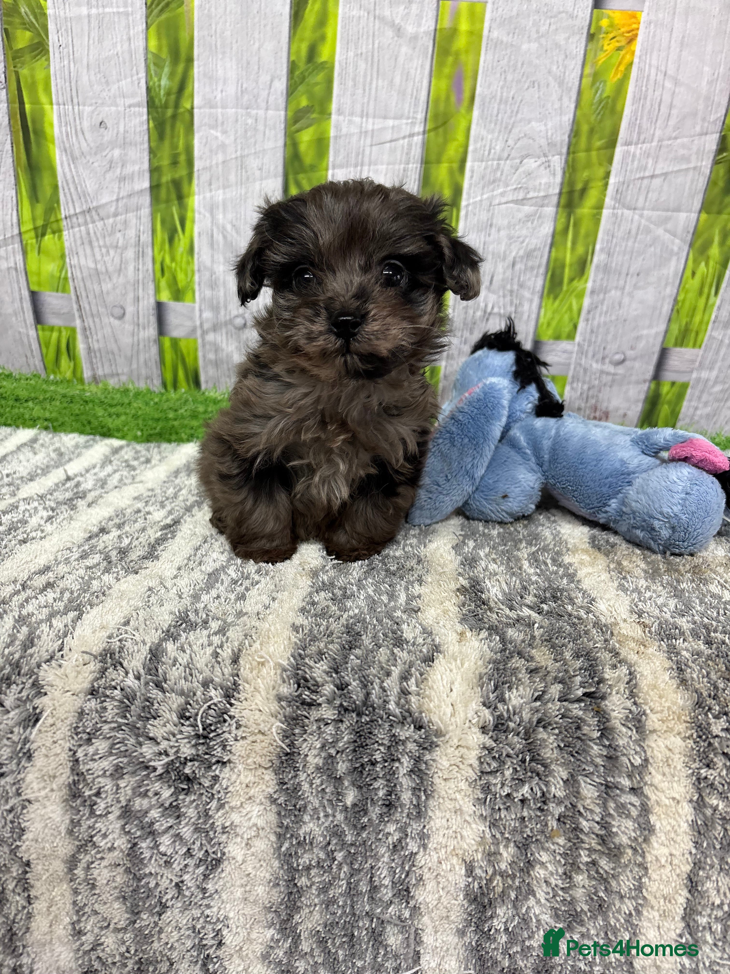 Cavapoo dogs F1B cavapoos ⭐️ - Advert 15