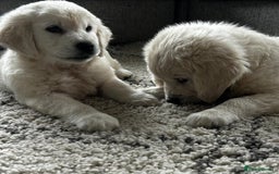 Golden Retriever dogs for sale: delightful litter of Golden Retriever puppies - Image 5