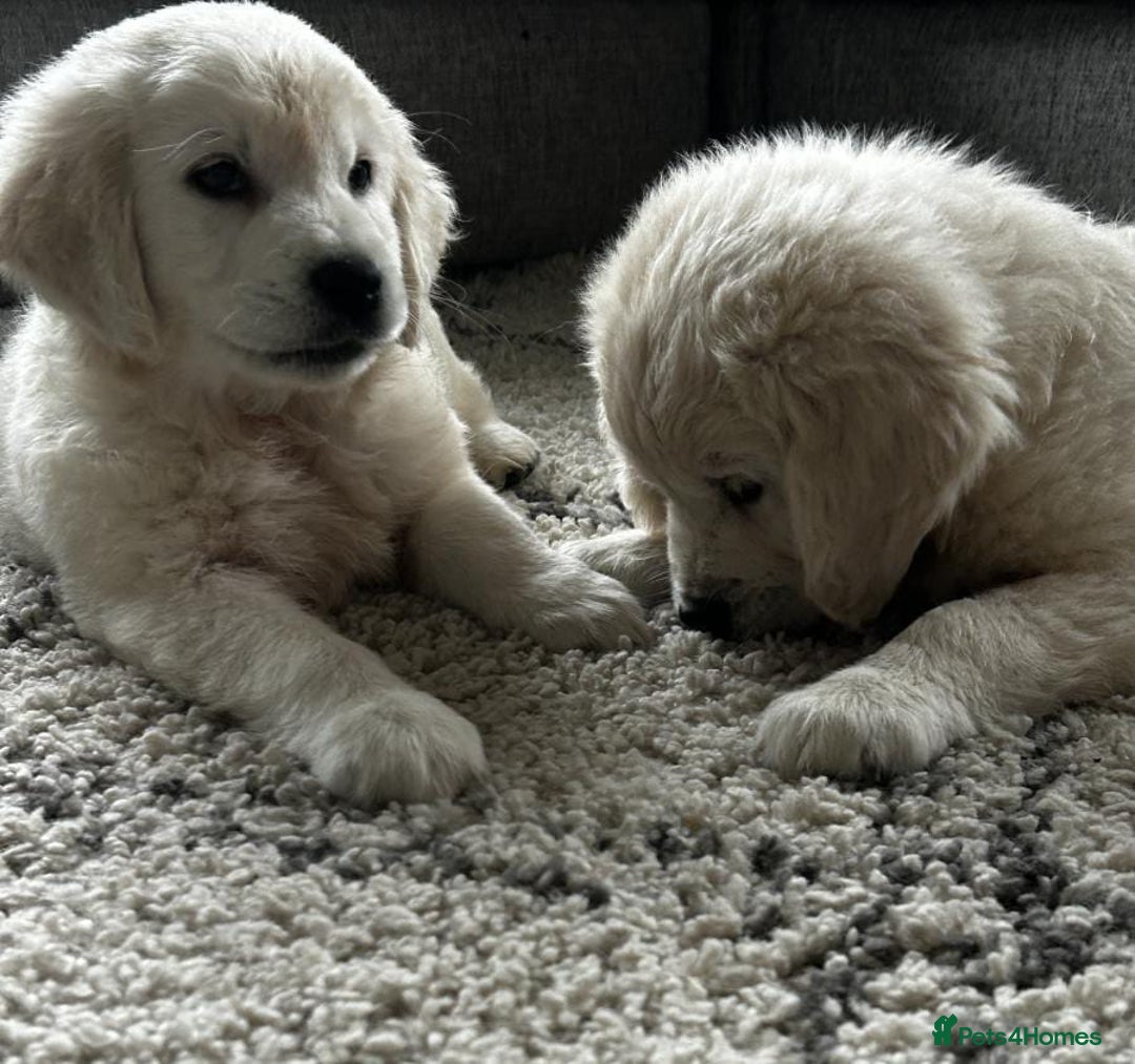 Golden Retriever dogs for sale: delightful litter of Golden Retriever puppies - Image 5