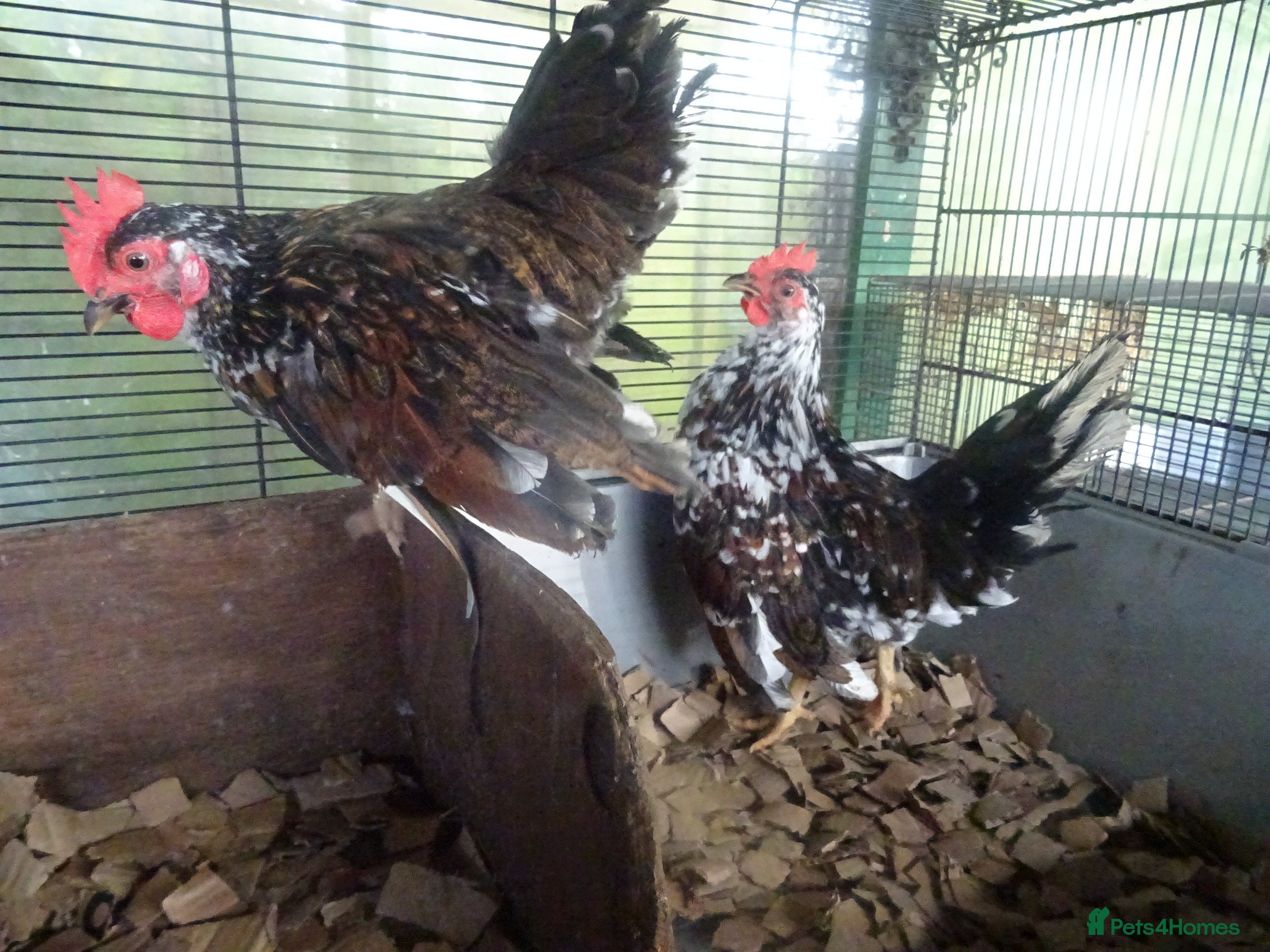 Chickens poultry cockerels - Advert 1