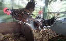 Chickens poultry for sale: cockerels - Image 1