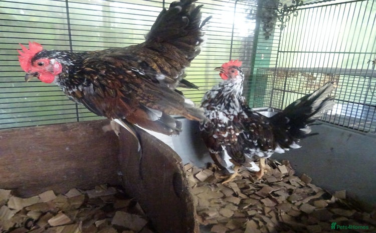 Chickens poultry - Advert 2
