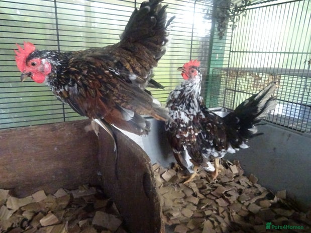 Chickens poultry - Advert 1
