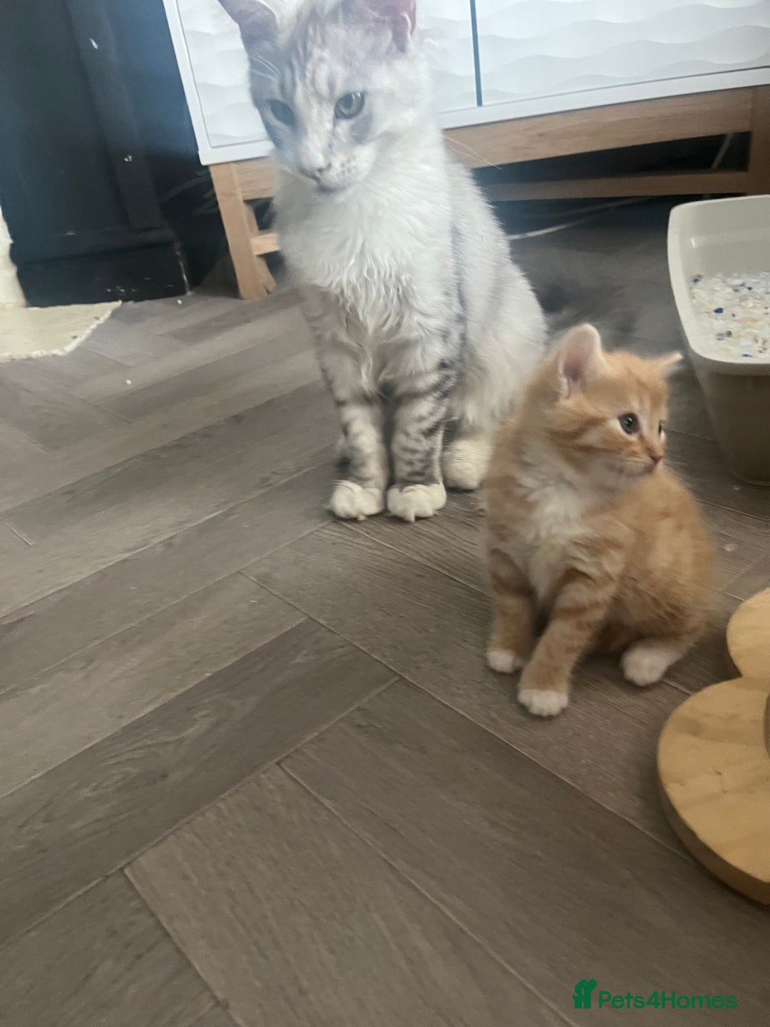 British Shorthair cats for sale: British short hair x - Image 25