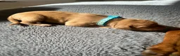 Hungarian Vizsla dogs for sale: 5 handsome hungarian vizsla puppies for sale - Advert 39