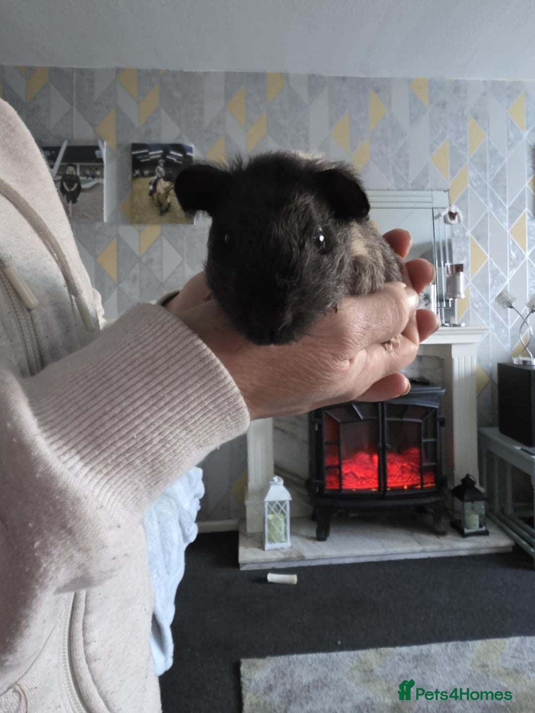 Guinea Pig rodents for sale: 3 sows - Advert 1