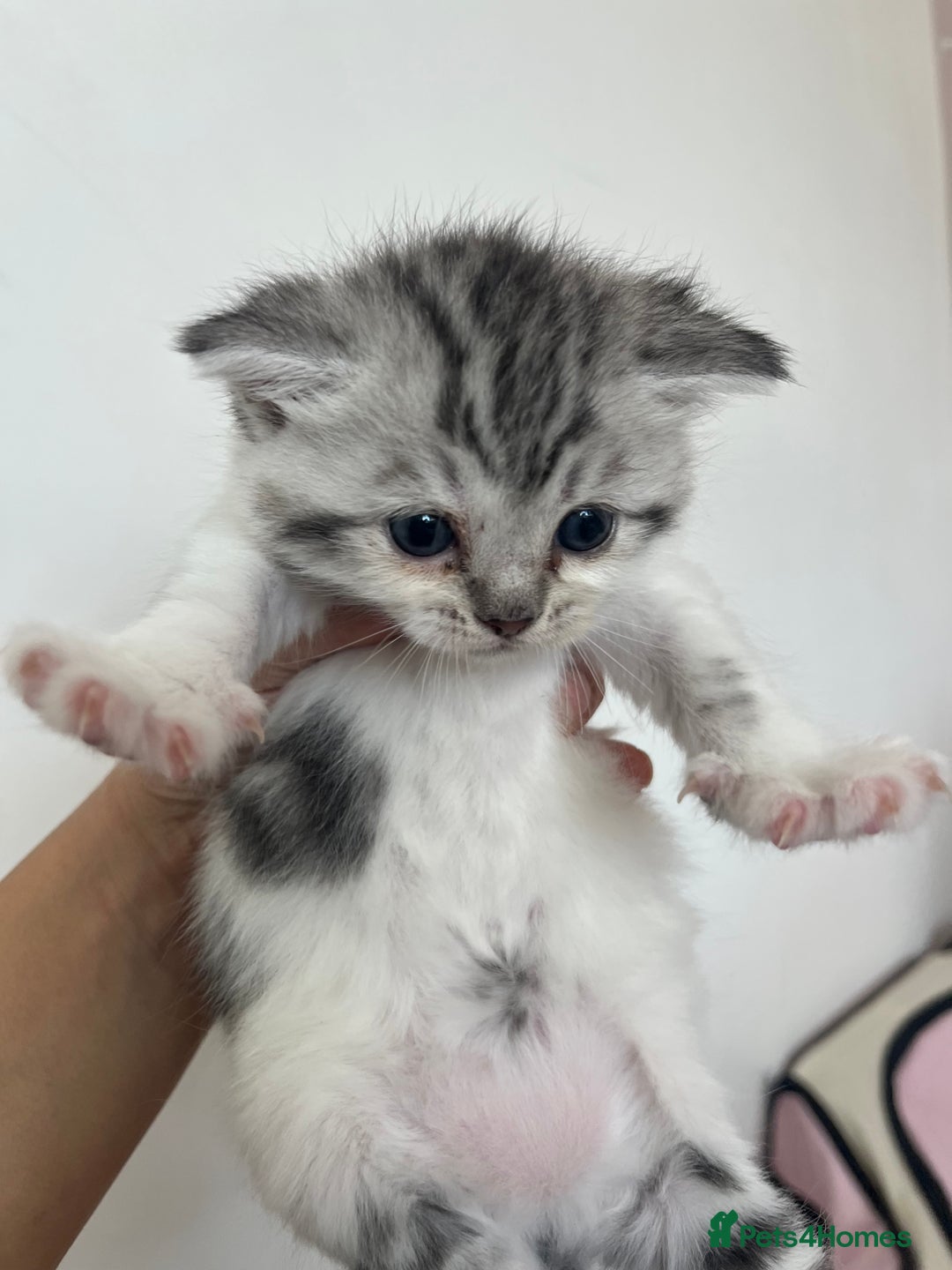 Persian cats for sale: Doll face Persian x - Image 10