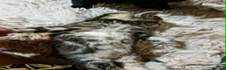 Maine Coon cats for sale: MAINE COON X TABBY KITTEN - Advert 4