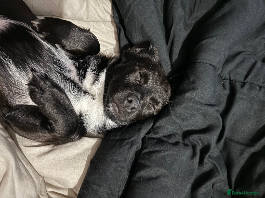 Mixed Breed dogs for sale: Xena- Scottishterrier x jackahuahua - Advert 6