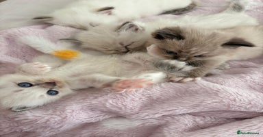 Ragdoll cats - Advert 13