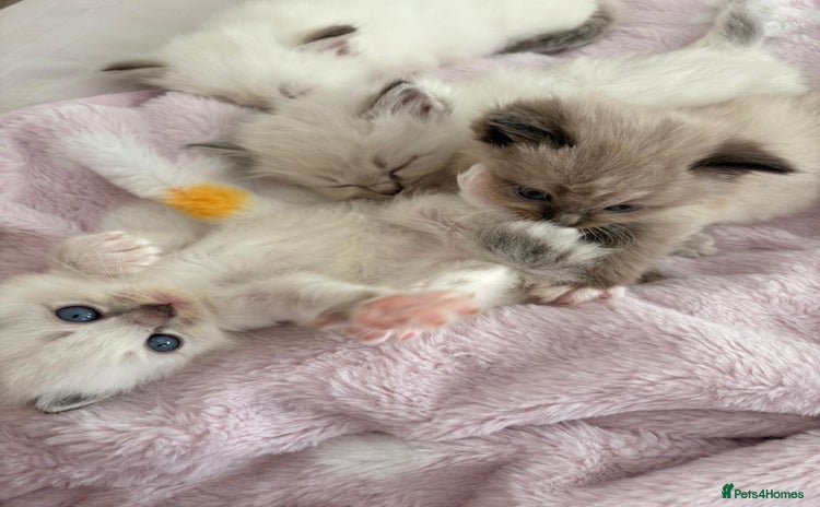 Ragdoll cats - Advert 12