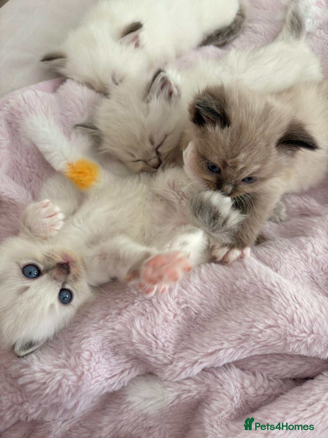 Ragdoll cats for sale: Cherubim Ragdoll Kittens TICA Mink Lynx - Image 1