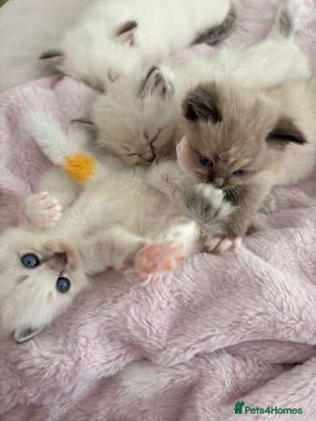 Ragdoll cats - Advert 8