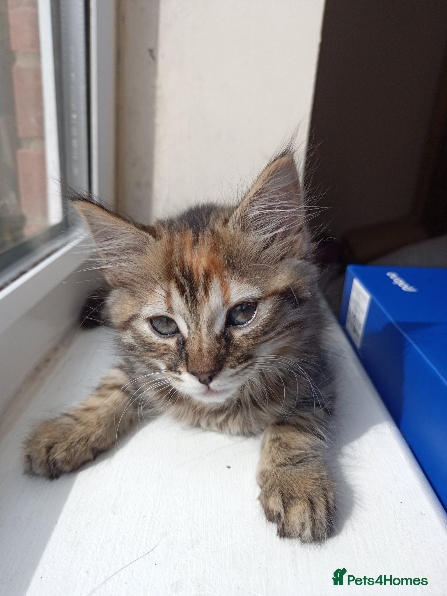 Mixed Breed cats for sale: 🐱 Beautiful Kittens Available 🏡 - Advert 14